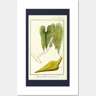 Mature Heartleaf Philodendron - Philodendron hederaceum - Botanical Illustration Posters and Art